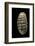 Chiton Squamosus-Paul Starosta-Framed Photographic Print