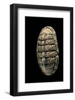 Chiton Squamosus-Paul Starosta-Framed Photographic Print