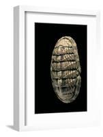 Chiton Squamosus-Paul Starosta-Framed Photographic Print