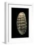 Chiton Squamosus-Paul Starosta-Framed Photographic Print