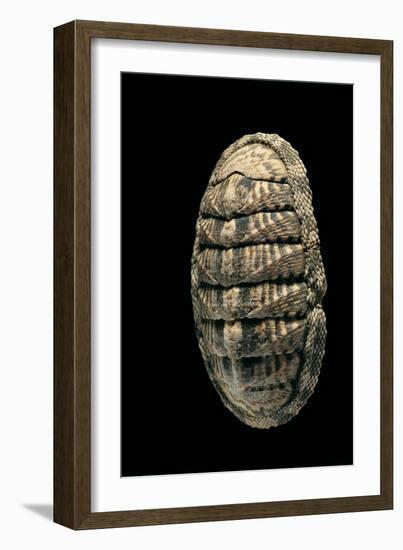 Chiton Squamosus-Paul Starosta-Framed Photographic Print