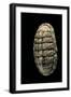 Chiton Squamosus-Paul Starosta-Framed Photographic Print