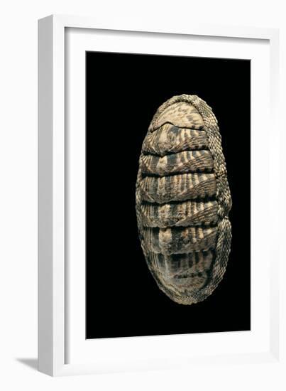 Chiton Squamosus-Paul Starosta-Framed Photographic Print