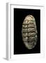 Chiton Squamosus-Paul Starosta-Framed Photographic Print