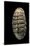 Chiton Squamosus-Paul Starosta-Stretched Canvas