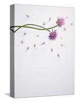 Chives, Allium, Allium Schoenoprasum, Stalks, Green, Blossoms, Chives Blossom-Axel Killian-Stretched Canvas