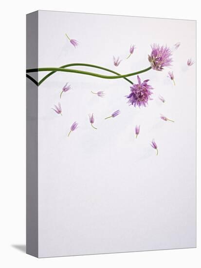 Chives, Allium, Allium Schoenoprasum, Stalks, Green, Blossoms, Chives Blossom-Axel Killian-Stretched Canvas