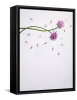 Chives, Allium, Allium Schoenoprasum, Stalks, Green, Blossoms, Chives Blossom-Axel Killian-Framed Stretched Canvas