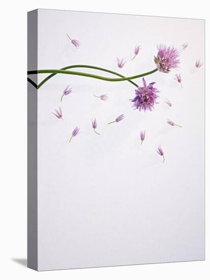 Chives, Allium, Allium Schoenoprasum, Stalks, Green, Blossoms, Chives Blossom-Axel Killian-Stretched Canvas