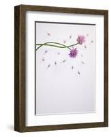 Chives, Allium, Allium Schoenoprasum, Stalks, Green, Blossoms, Chives Blossom-Axel Killian-Framed Photographic Print