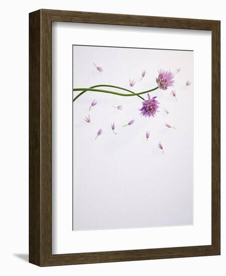 Chives, Allium, Allium Schoenoprasum, Stalks, Green, Blossoms, Chives Blossom-Axel Killian-Framed Photographic Print