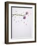 Chives, Allium, Allium Schoenoprasum, Stalks, Green, Blossoms, Chives Blossom-Axel Killian-Framed Photographic Print