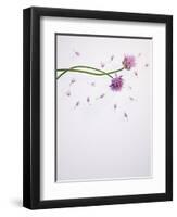 Chives, Allium, Allium Schoenoprasum, Stalks, Green, Blossoms, Chives Blossom-Axel Killian-Framed Photographic Print