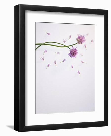 Chives, Allium, Allium Schoenoprasum, Stalks, Green, Blossoms, Chives Blossom-Axel Killian-Framed Photographic Print