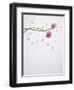 Chives, Allium, Allium Schoenoprasum, Stalks, Green, Blossoms, Chives Blossom-Axel Killian-Framed Photographic Print