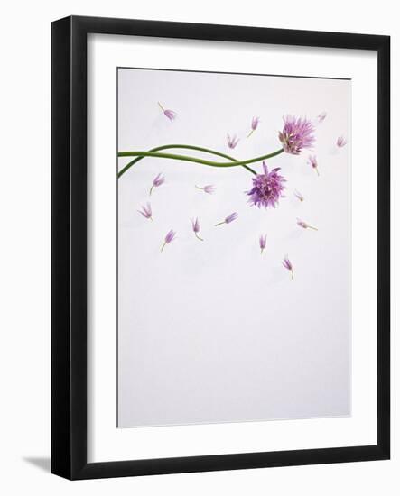 Chives, Allium, Allium Schoenoprasum, Stalks, Green, Blossoms, Chives Blossom-Axel Killian-Framed Photographic Print