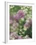 Chives and Carraway, Louisville, Kentucky, USA-Adam Jones-Framed Photographic Print