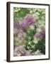 Chives and Carraway, Louisville, Kentucky, USA-Adam Jones-Framed Photographic Print