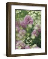 Chives and Carraway, Louisville, Kentucky, USA-Adam Jones-Framed Photographic Print