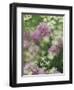 Chives and Carraway, Louisville, Kentucky, USA-Adam Jones-Framed Photographic Print