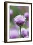 Chives in flower, Lower Saxony, Germany-Kerstin Hinze-Framed Photographic Print