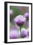 Chives in flower, Lower Saxony, Germany-Kerstin Hinze-Framed Photographic Print