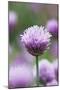 Chives in flower, Lower Saxony, Germany-Kerstin Hinze-Mounted Photographic Print