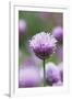 Chives in flower, Lower Saxony, Germany-Kerstin Hinze-Framed Photographic Print