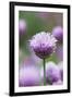 Chives in flower, Lower Saxony, Germany-Kerstin Hinze-Framed Photographic Print