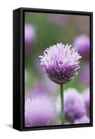 Chives in flower, Lower Saxony, Germany-Kerstin Hinze-Framed Stretched Canvas