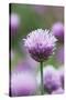 Chives in flower, Lower Saxony, Germany-Kerstin Hinze-Stretched Canvas