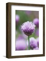 Chives in flower, Lower Saxony, Germany-Kerstin Hinze-Framed Photographic Print