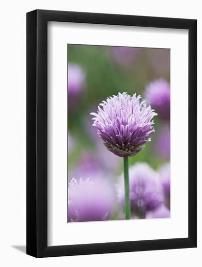 Chives in flower, Lower Saxony, Germany-Kerstin Hinze-Framed Photographic Print