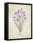 Chives Vintage-Rosana Laiz Blursbyai-Framed Stretched Canvas