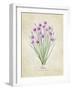 Chives Vintage-Rosana Laiz Blursbyai-Framed Photographic Print