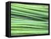 Chives-Ulrike Holsten-Framed Stretched Canvas