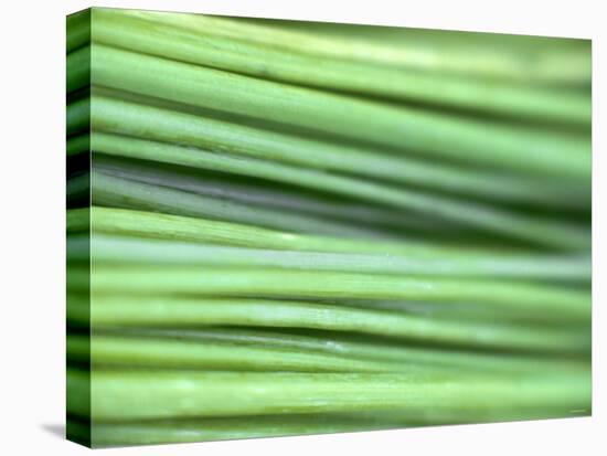 Chives-Ulrike Holsten-Stretched Canvas