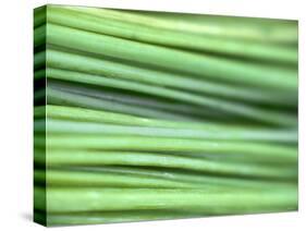 Chives-Ulrike Holsten-Stretched Canvas