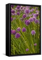 Chives-null-Framed Stretched Canvas