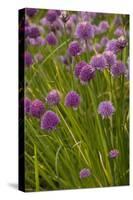 Chives-null-Stretched Canvas