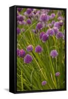 Chives-null-Framed Stretched Canvas