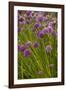 Chives-null-Framed Photographic Print