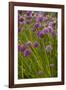 Chives-null-Framed Photographic Print