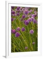 Chives-null-Framed Photographic Print