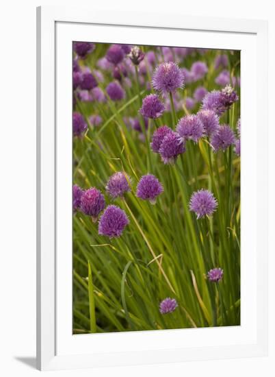 Chives-null-Framed Photographic Print