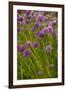 Chives-null-Framed Photographic Print