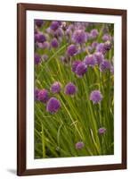 Chives-null-Framed Photographic Print