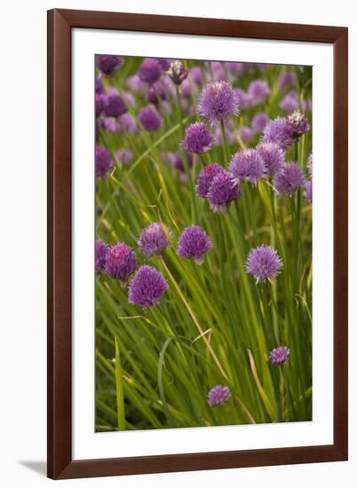 Chives-null-Framed Photographic Print