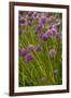 Chives-null-Framed Photographic Print