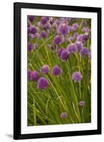 Chives-null-Framed Photographic Print